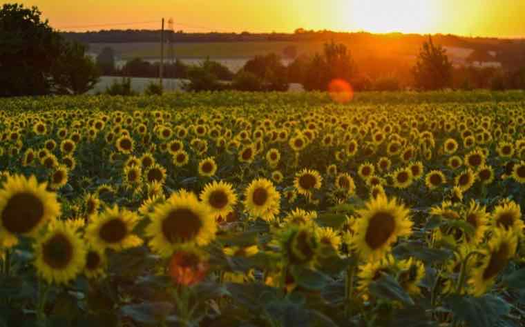 Sunflower field at sunset beneath a power transmission line